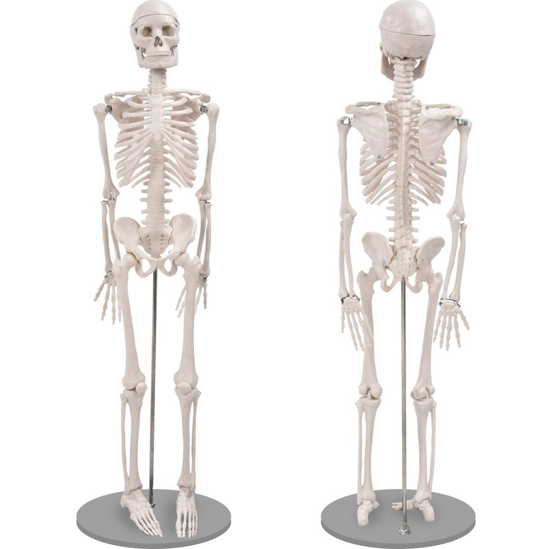 Mokomasis 85 cm žmogaus griaučių modelis su judančiais sąnariais ir nuimamomis galūnėmis, žmogaus skeletas, griaučių muliažas, anatominis žmogaus griaučių modelis