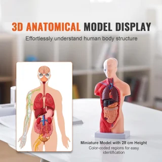 28 cm žmogaus kūno organų modelio rinkinys su 15 išimamų dalių mokomaisiais tikslais, žmogaus anatomijos modelis, žmogaus kūno muliažas, organų modelis, anatominis žmogaus torsas 3