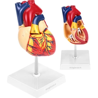 Širdies modelis, edukacinis anatomijos modelis biologijai, širdies muliažas, širdies anatomijos modelis