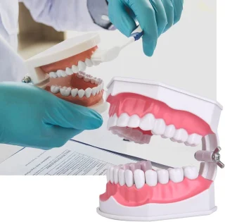Dantų burnos modelis su išimamais dantimis ir dantų šepetėliu, dantų modelis, burnos ertmės modelis, dantų žandikaulio modelis, dantų mokomasis modelis 5