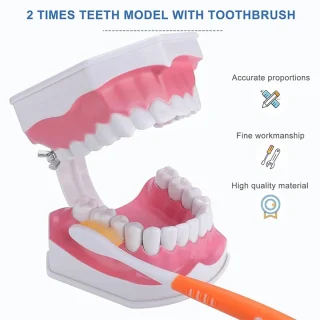 Dantų burnos modelis su išimamais dantimis ir dantų šepetėliu, dantų modelis, burnos ertmės modelis, dantų žandikaulio modelis, dantų mokomasis modelis 2