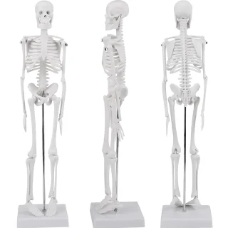 Žmogaus anatomijos skeleto modelis, 45 cm, žmogaus skeleto modelis, anatomijos skeleto muliažas, žmogaus kaulų skeleto modelis