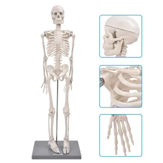 Mokomasis 85 cm žmogaus griaučių modelis su judančiais sąnariais ir nuimamomis galūnėmis, žmogaus skeletas, griaučių muliažas, anatominis žmogaus griaučių modelis 4