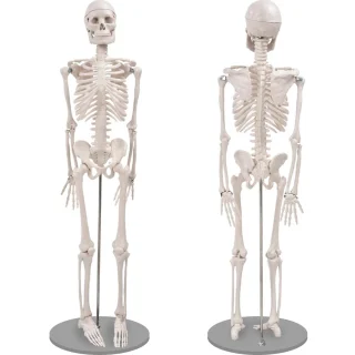 Mokomasis 85 cm žmogaus griaučių modelis su judančiais sąnariais ir nuimamomis galūnėmis, žmogaus skeletas, griaučių muliažas, anatominis žmogaus griaučių modelis