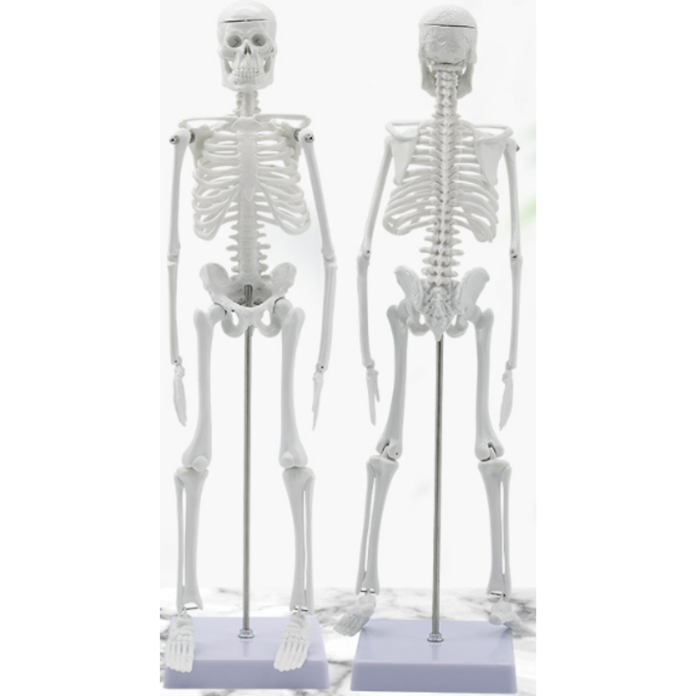 Inimluustiku anatoomiline skeletimudel, 45 cm, inimluustiku õppevahend, inimese skelett mudel