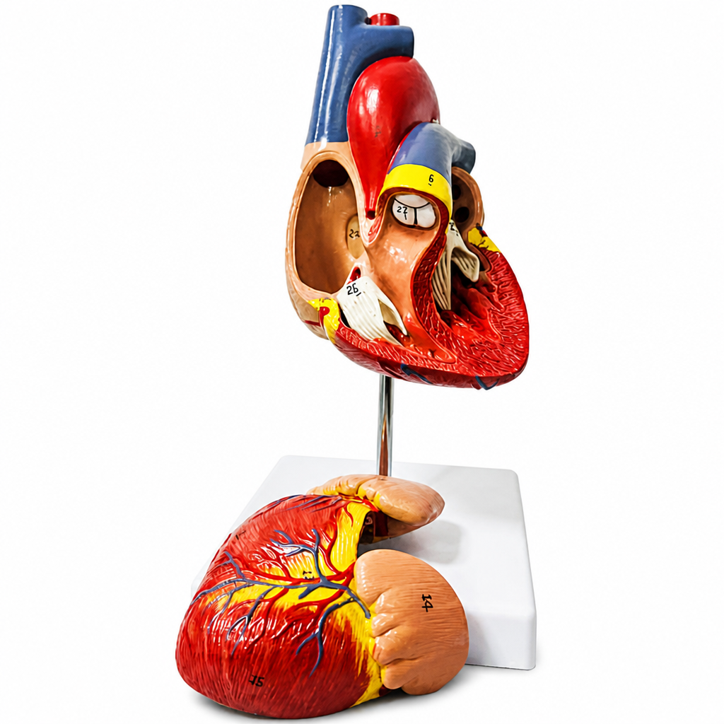 Sirds modelis, izglītojošs anatomiskais modelis bioloģijas apguvei, sirds anatomijas mācību modelis, cilvēka sirds 3D modelis
