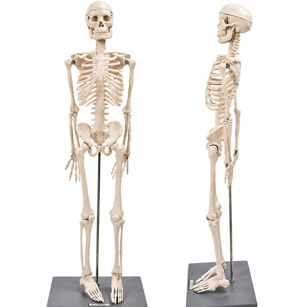 Cilvēka skeleta modelis 85 cm, mācību modelis ar kustīgām locītavām un noņemamām ekstremitātēm, cilvēka anatomijas skelets, anatomiskais skeleta manekens