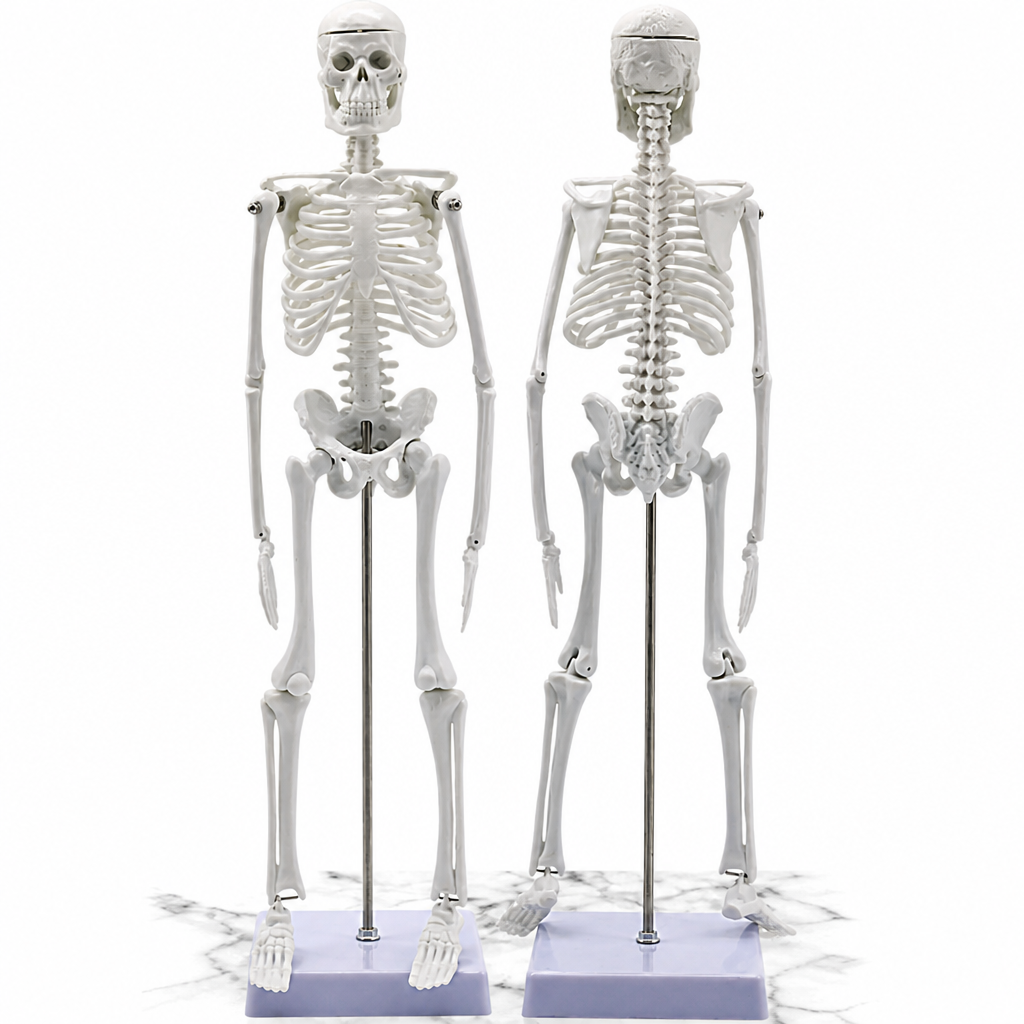 Cilvēka skeleta anatomiskais modelis, 45 cm, cilvēka skeleta mācību modelis, anatomijas skeleta makets