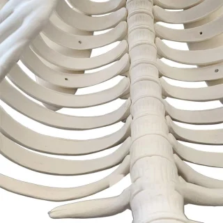 Inimluustiku õppe­mudel 85 cm, liigutatavate liigestega ja eemaldatavate jäsemetega, anatoomiline inimese skelett, inimkeha skeleti mudel 3