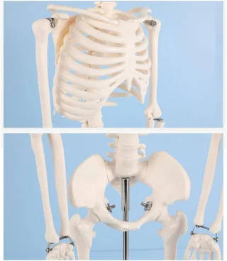 Inimluustiku õppe­mudel 85 cm, liigutatavate liigestega ja eemaldatavate jäsemetega, anatoomiline inimese skelett, inimkeha skeleti mudel 5