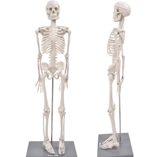 Inimluustiku õppemudel 85 cm, liigutatavate liigestega ja eemaldatavate jäsemetega, anatoomiline inimese skelett, inimkeha skeleti mudel