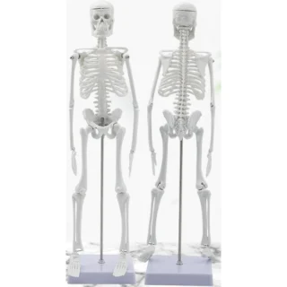 Inimluustiku anatoomiline skeletimudel, 45 cm, inimluustiku õppevahend, inimese skelett mudel