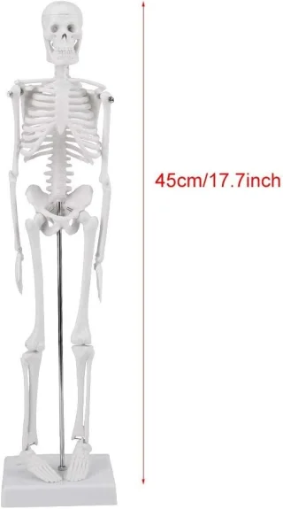 Inimluustiku anatoomiline skeletimudel, 45 cm, inimluustiku õppevahend, inimese skelett mudel 2