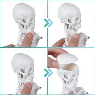 Inimluustiku anatoomiline skeletimudel, 45 cm, inimluustiku õppevahend, inimese skelett mudel 3