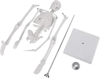 Inimluustiku anatoomiline skeletimudel, 45 cm, inimluustiku õppevahend, inimese skelett mudel 4