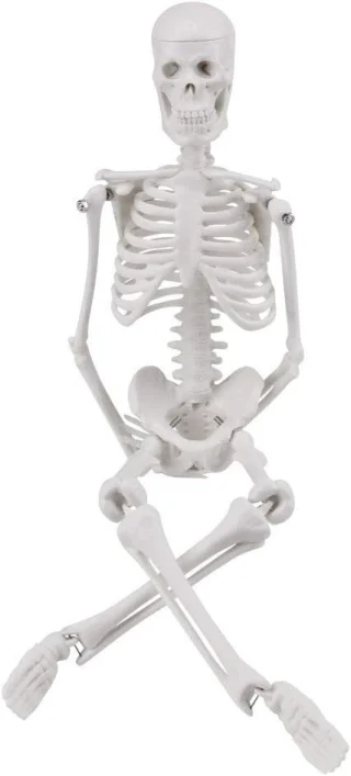 Inimluustiku anatoomiline skeletimudel, 45 cm, inimluustiku õppevahend, inimese skelett mudel 5