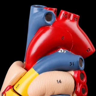 Sirds modelis, izglītojošs anatomiskais modelis bioloģijas apguvei, sirds anatomijas mācību modelis, cilvēka sirds 3D modelis 2