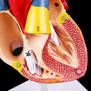 Sirds modelis, izglītojošs anatomiskais modelis bioloģijas apguvei, sirds anatomijas mācību modelis, cilvēka sirds 3D modelis 3