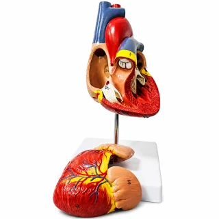 Sirds modelis, izglītojošs anatomiskais modelis bioloģijas apguvei, sirds anatomijas mācību modelis, cilvēka sirds 3D modelis