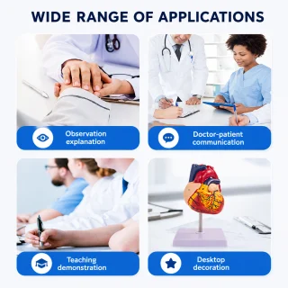 Sirds modelis, izglītojošs anatomiskais modelis bioloģijas apguvei, sirds anatomijas mācību modelis, cilvēka sirds 3D modelis 5