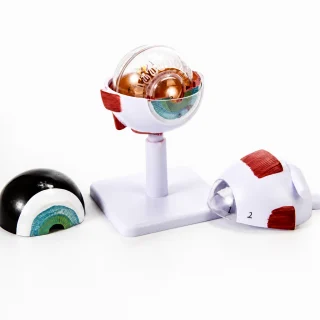 Acs ābola anatomijas modelis, 3x palielināts cilvēka acs mācību modelis zinātnes izglītībai, acu anatomijas mācību makets, okulārās anatomijas vizuālais modelis 4
