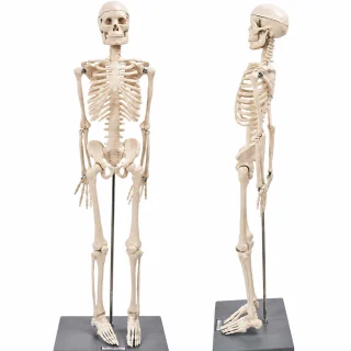 Cilvēka skeleta modelis 85 cm, mācību modelis ar kustīgām locītavām un noņemamām ekstremitātēm, cilvēka anatomijas skelets, anatomiskais skeleta manekens