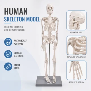 Cilvēka skeleta modelis 85 cm, mācību modelis ar kustīgām locītavām un noņemamām ekstremitātēm, cilvēka anatomijas skelets, anatomiskais skeleta manekens 4