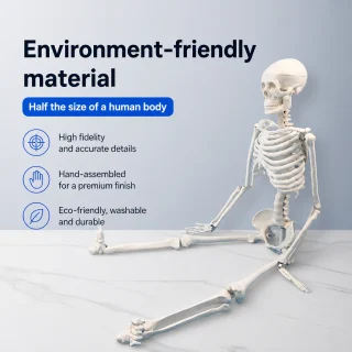 Cilvēka skeleta modelis 85 cm, mācību modelis ar kustīgām locītavām un noņemamām ekstremitātēm, cilvēka anatomijas skelets, anatomiskais skeleta manekens 3