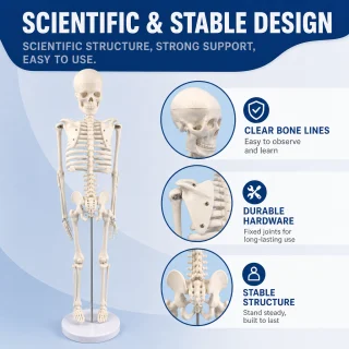 Cilvēka skeleta modelis 85 cm, mācību modelis ar kustīgām locītavām un noņemamām ekstremitātēm, cilvēka anatomijas skelets, anatomiskais skeleta manekens 2