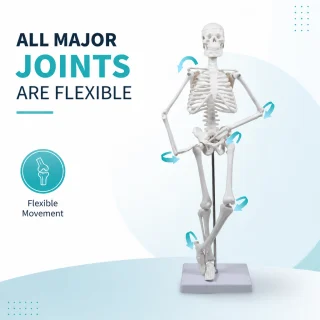 Cilvēka skeleta anatomiskais modelis, 45 cm, cilvēka skeleta mācību modelis, anatomijas skeleta makets 3