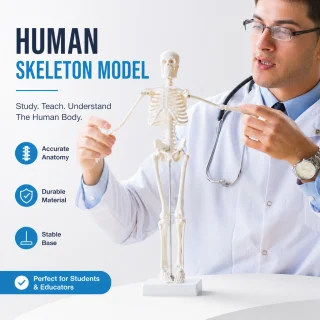 Cilvēka skeleta anatomiskais modelis, 45 cm, cilvēka skeleta mācību modelis, anatomijas skeleta makets 5