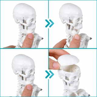 Cilvēka skeleta anatomiskais modelis, 45 cm, cilvēka skeleta mācību modelis, anatomijas skeleta makets 2