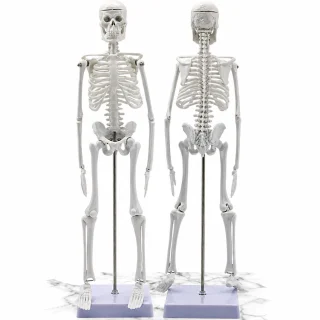 Cilvēka skeleta anatomiskais modelis, 45 cm, cilvēka skeleta mācību modelis, anatomijas skeleta makets
