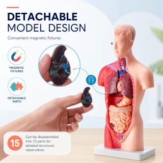 Cilvēka ķermeņa orgānu modelis 28 cm ar 15 noņemamām daļām medicīniskai izglītībai, anatomijas mācību modelis, cilvēka orgānu mācību makets 2