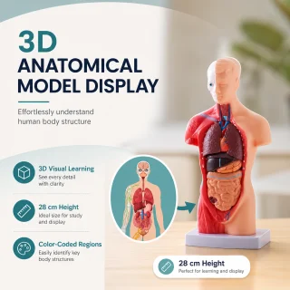 Cilvēka ķermeņa orgānu modelis 28 cm ar 15 noņemamām daļām medicīniskai izglītībai, anatomijas mācību modelis, cilvēka orgānu mācību makets 3
