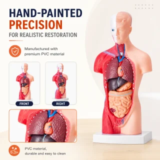 Cilvēka ķermeņa orgānu modelis 28 cm ar 15 noņemamām daļām medicīniskai izglītībai, anatomijas mācību modelis, cilvēka orgānu mācību makets 4