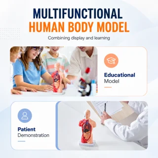Cilvēka ķermeņa orgānu modelis 28 cm ar 15 noņemamām daļām medicīniskai izglītībai, anatomijas mācību modelis, cilvēka orgānu mācību makets 5