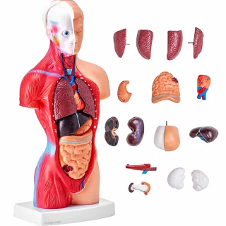 Cilvēka ķermeņa orgānu modelis 28 cm ar 15 noņemamām daļām medicīniskai izglītībai, anatomijas mācību modelis, cilvēka orgānu mācību makets